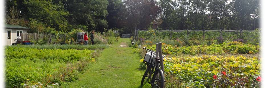 Tuin in Leiden